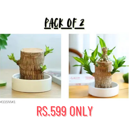 🔥BUY 1 GET 1 FREE🔥 LUCKY BRAZIL WOOD POTTED PLANT